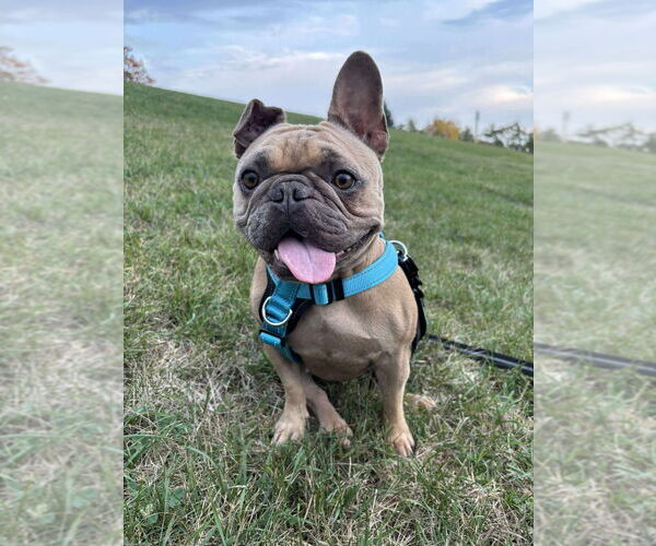 Medium Photo #4 French Bulldog Puppy For Sale in Brights Grove, Ontario, Canada