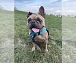 Small #3 French Bulldog