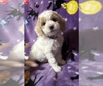 Puppy Smorez Bichpoo