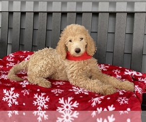 Goldendoodle Puppy for sale in COSHOCTON, OH, USA