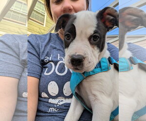 Labrador Retriever-Unknown Mix Dogs for adoption in Aurora, CO, USA