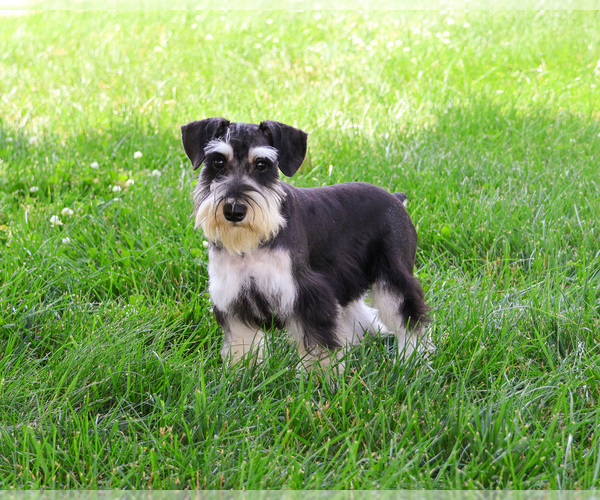 Medium Photo #4 Schnauzer (Miniature) Puppy For Sale in SYRACUSE, IN, USA