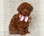 Small #1 Poodle (Toy)