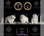 Puppy Atticus F1 Maltipoo