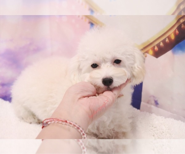 Medium Photo #6 Poodle (Toy) Puppy For Sale in LAS VEGAS, NV, USA