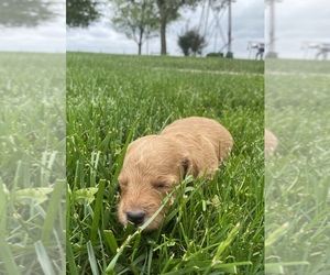 Goldendoodle (Miniature) Puppy for sale in ARCOLA, IL, USA