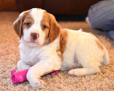 Medium Photo #1 Brittany Puppy For Sale in CONDON, MT, USA