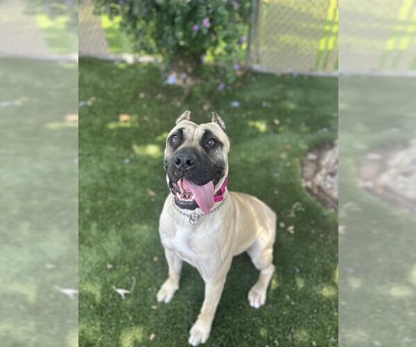 Medium Photo #1 Mastiff Puppy For Sale in Chula Vista, CA, USA
