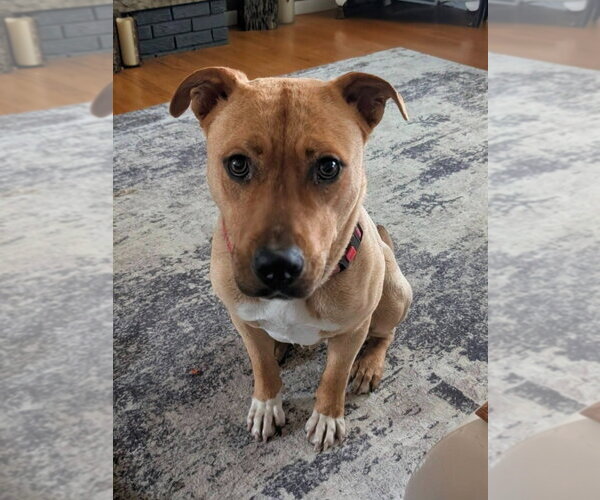 Medium Photo #3 Mutt Puppy For Sale in Walnutport, PA, USA