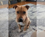 Small #2 Mutt