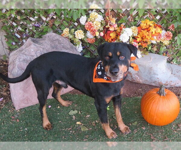Medium Photo #1 Rottweiler-Unknown Mix Puppy For Sale in Oklahoma City, OK, USA