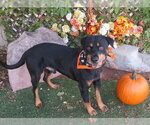 CHAPO - Male Rottweiler-Unknown Mix Dog for Adoption - Small photo