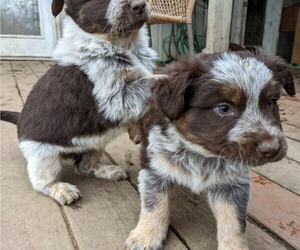 Border-Aussie Puppy for sale in DAYTON, OR, USA