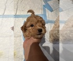 Small #4 Poodle (Toy)
