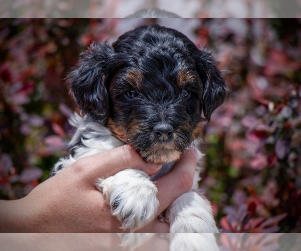 Medium Photo #1 F2 Aussiedoodle Puppy For Sale in GOLDEN, CO, USA