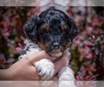 Image preview for Ad Listing. Nickname: Trix