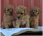 Small Photo #3 Poodle (Miniature) Puppy For Sale in WOODWARD, PA, USA