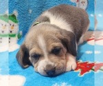 Small Photo #3 Beagle Puppy For Sale in COOS BAY, OR, USA