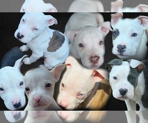 American Bully Litter for sale in FACTORYVILLE, PA, USA