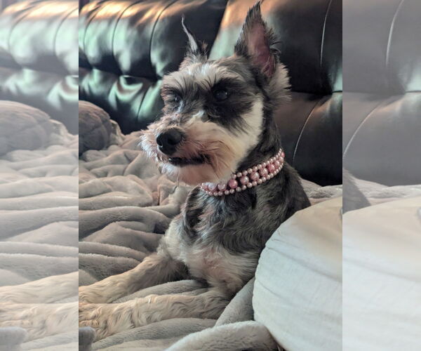 Medium Photo #5 - Mix Puppy For Sale in Sioux Falls, SD, USA