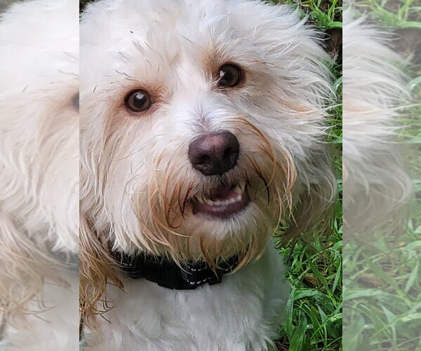 Medium Photo #5 Mutt Puppy For Sale in Ellijay, GA, USA