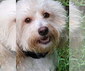 Ballew - Male Mutt Dog for Adoption - Photo #5