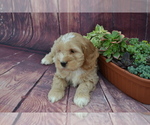 Small #2 Cocker Spaniel-Poodle (Miniature) Mix