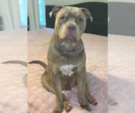 Small #1 American Staffordshire Terrier Mix