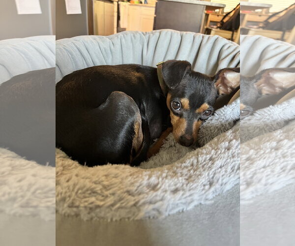 Medium Photo #5 Miniature Pinscher-Unknown Mix Puppy For Sale in Sandy, UT, USA