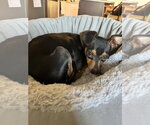 Small #4 Miniature Pinscher Mix