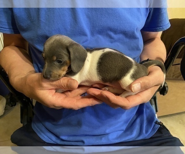 Medium Photo #23 Dachshund Puppy For Sale in LUBBOCK, TX, USA