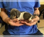Small #22 Dachshund
