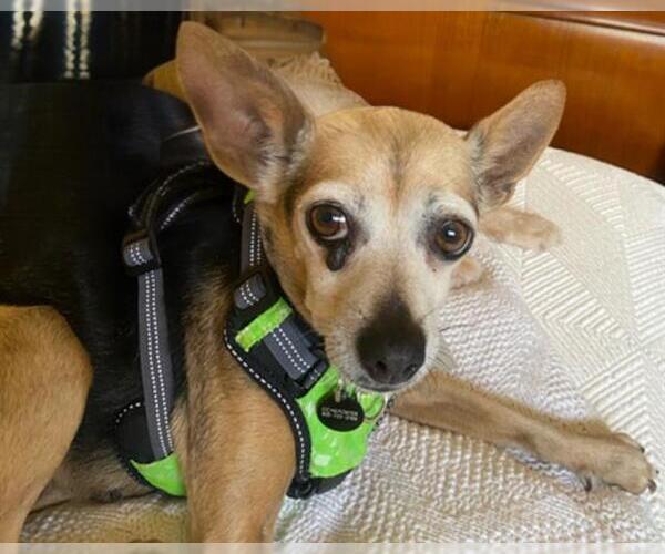 Medium Photo #2 Chihuahua-Unknown Mix Puppy For Sale in Martinez, CA, USA