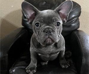 French Bulldog Puppy for sale in DENAIR, CA, USA