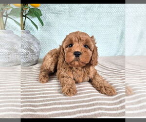 Cavapoo (Standard) Puppy for sale in GREENFIELD, IN, USA