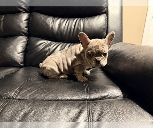 Medium Photo #2 French Bulldog Puppy For Sale in MIDLOTHIAN, IL, USA