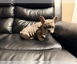 Small #1 French Bulldog