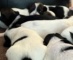 Shih Tzu Puppy for sale in WILLINGBORO, NJ, USA
