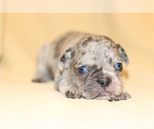 Medium Photo #4 French Bulldog Puppy For Sale in DELRAY BEACH, FL, USA
