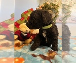 Small Photo #10 Goldendoodle Puppy For Sale in NEW LONDON, NC, USA