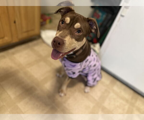 Medium Photo #24 Mutt Puppy For Sale in Holly Springs, NC, USA
