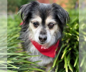 Cocker Spaniel-Pembroke Welsh Corgi Mix Dogs for adoption in Arlington, VA, USA