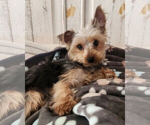 Mutt Dogs for adoption in Bon Carbo, CO, USA