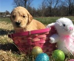 Small Photo #3 Goldendoodle Puppy For Sale in MAYFIELD, KY, USA