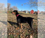 Small #5 Doberman Pinscher