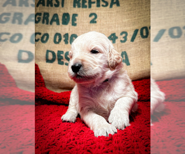 Medium Photo #3 Goldendoodle Puppy For Sale in ADA, OK, USA