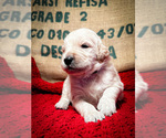 Small Photo #3 Goldendoodle Puppy For Sale in ADA, OK, USA