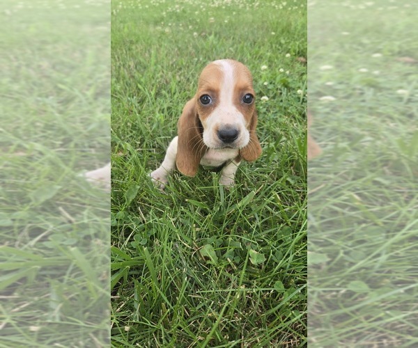 Medium Photo #1 Basset Hound Puppy For Sale in GREENVILLE, OH, USA