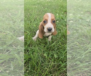 Basset Hound Puppy for sale in GREENVILLE, OH, USA