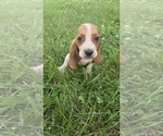 Small Basset Hound